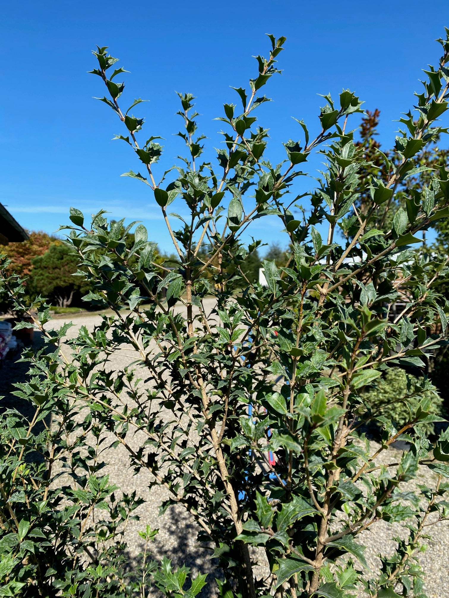 Stachelblättrige Duftblüte / Osmanthus heterophyllus